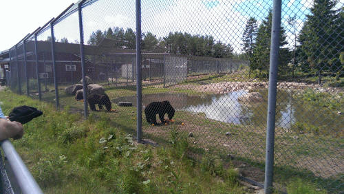 Björnparken i Orsa