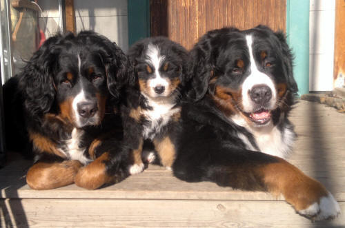3 Generations, Lady 2,5 year, Ruter Dam 8 weeks, Keno 7 year 