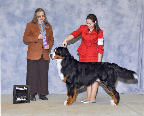 Espen 21 months, his 1st points towards their AKC championship 