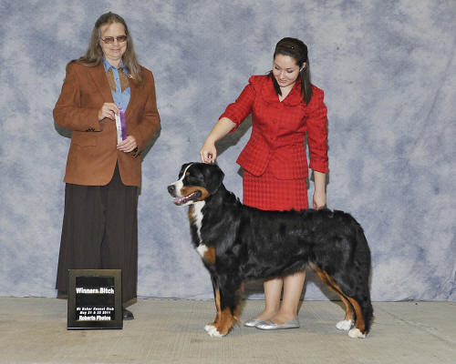 Libby 21 months, her 1st points towards their AKC championship 
