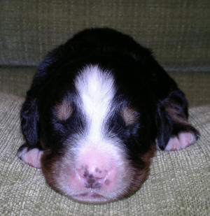 4:an male 1v