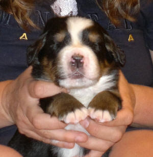3an 2v male