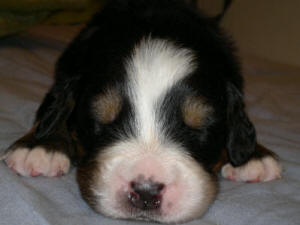 3an male 2v