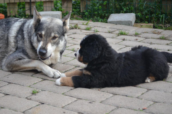 J�nta visar hundspr�k tydligt!!!