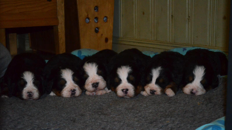 Fr�n V� Tik 1,2,3 och Hane 4,5,6. 3v