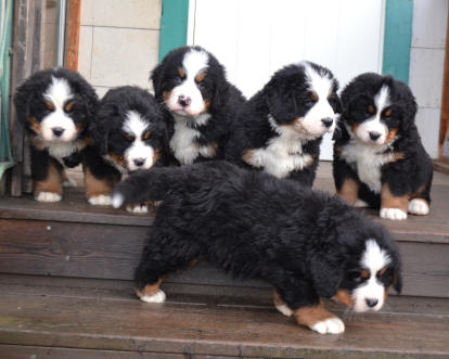 Ukull ca 6,5 v. fr�n v�, T2, T 1, H 6, T3, H 5 och l�ngst fram Hane 4