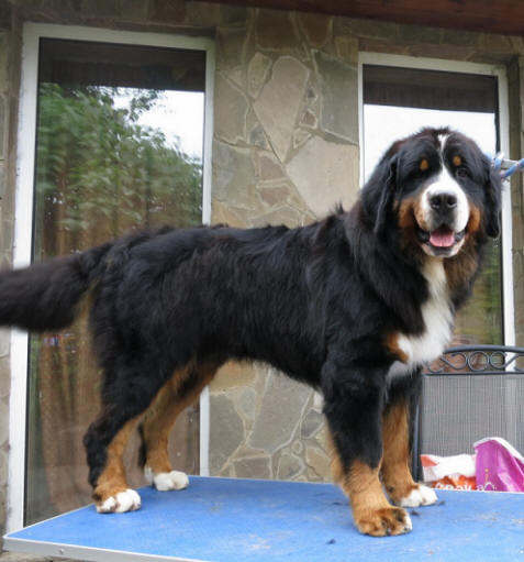 Smirre 13 months 50 kg